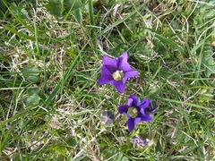 Gentiana pyrenaica