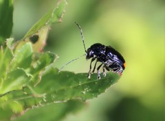 Cryptocephalus bipunctatus