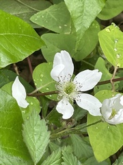 Rubus