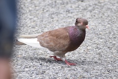 Columba livia domestica