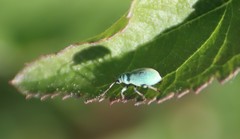 Phyllobius virideaeris
