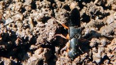 Dinothenarus badipes