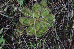Drosera praefolia