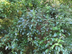 Tacazzea apiculata
