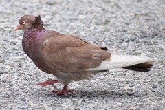 Columba livia domestica