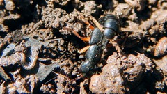 Dinothenarus badipes