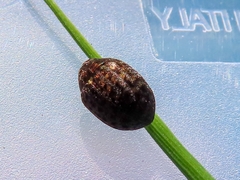 Cytilus sericeus