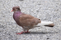Columba livia domestica