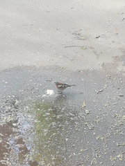 Fringilla coelebs