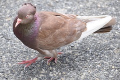 Columba livia domestica
