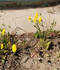 Crepis sancta