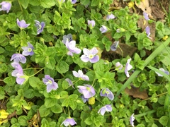 Veronica filiformis