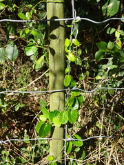 Cynanchum obtusifolium