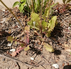 Crepis sancta