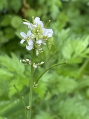 Rubus