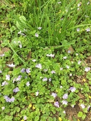 Veronica filiformis