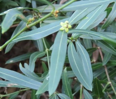 Secamone filiformis