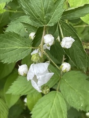 Rubus