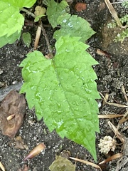 Eurybia