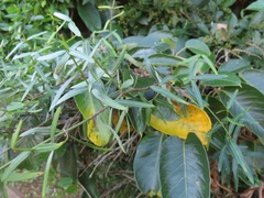 Secamone filiformis