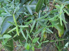 Secamone filiformis