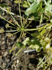 Tauschia arguta
