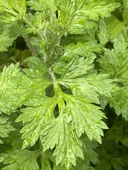 Eurybia