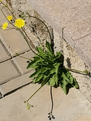 Crepis sancta