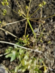 Tauschia arguta