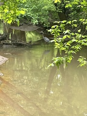 Ardea herodias