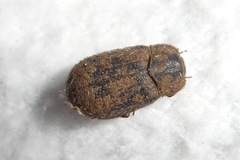 Trox scaber