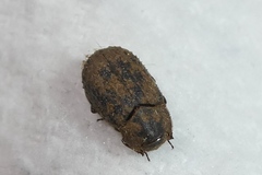 Trox scaber