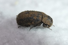 Trox scaber