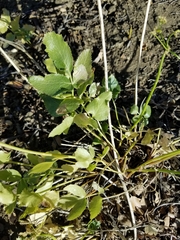 Tauschia arguta