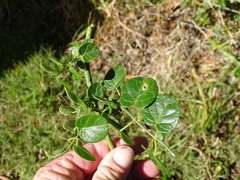 Cynanchum obtusifolium