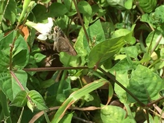 Pelopidas mathias mathias