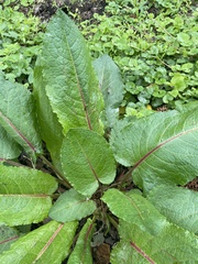 Rumex