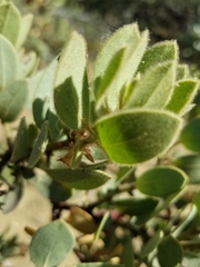 Arctostaphylos pringlei drupacea