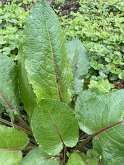 Rumex