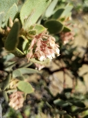 Arctostaphylos pringlei drupacea