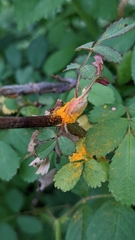 Phragmidium rosae-multiflorae