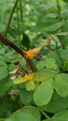 Phragmidium rosae-multiflorae