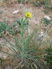 Tragopogon dubius