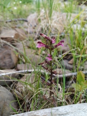 Pedicularis hyperborea