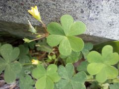 Oxalis
