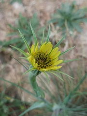 Tragopogon dubius