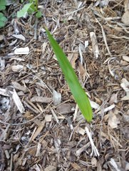 Arecaceae
