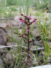 Pedicularis hyperborea