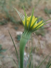 Tragopogon dubius