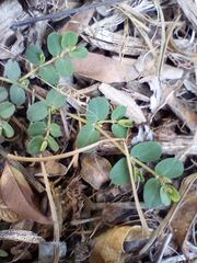 Euphorbia